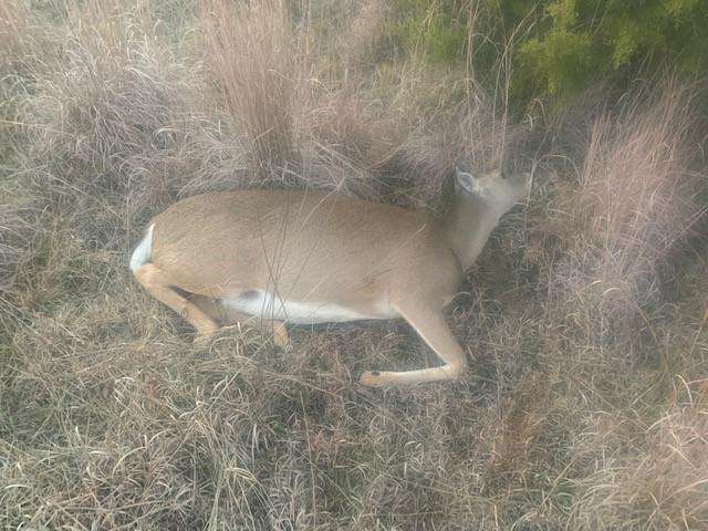 Attached picture big doe.jpg